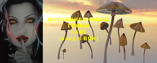 прущие грибы Армянск